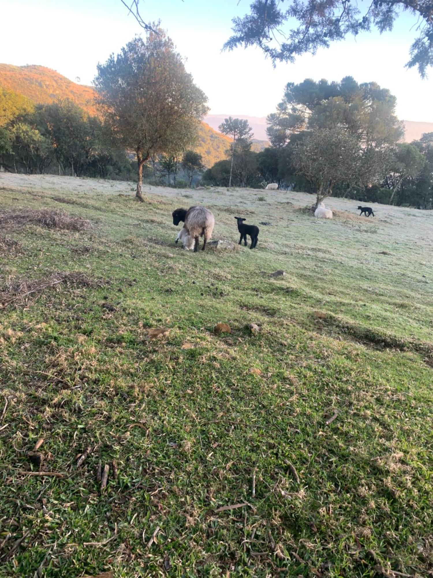 Pousada Fazenda Paim Sao Jose dos Ausentes Luaran gambar